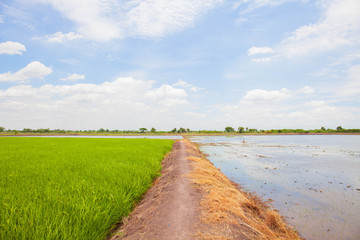 Rice greenfield