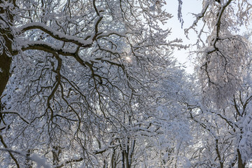 Winter landscape