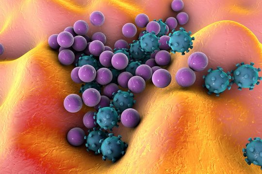 Bacteria and viruses on surface of skin or mucous membrane, model of MERS, HIV, Influenza virus, Staphylococcus aureus, model of microbes