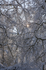 Winter landscape