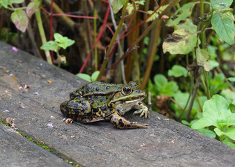 grenouille au repos sur le bord d'un bassin