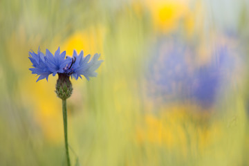 Blue blooming cornflower in a yellow flower field
