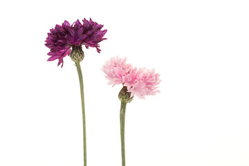 Two blooming pink and a purple cornflowers on a white background