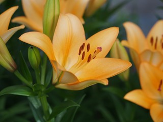 Obraz premium オレンジ色のユリ