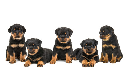 Five cute rottweiler puppy dogs in a row sitting and lying down isolated on a white background - obrazy, fototapety, plakaty