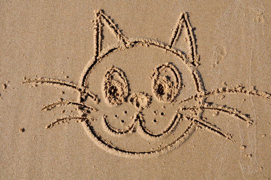 muzzle a cat on the sand