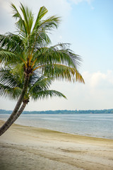 Obraz premium Palm tree at the beach with clear blue sky