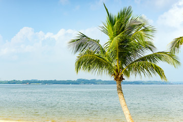 Fototapeta na wymiar Palm tree at the beach with clear blue sky
