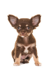 Cute brown sitting chihuahua puppy dog isolated on a white background