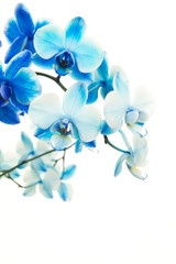 Blue blooming orchid flowers on a white background
