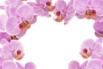 Pink purple blooming orchid flowers surrounding the picture as a frame on a white background