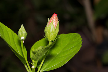 beautiful flower in garden