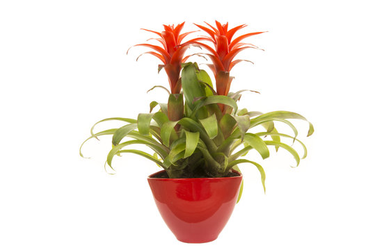 Red bromeliad plant in a red flower pot isolated on a white background