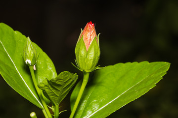 beautiful flower in garden