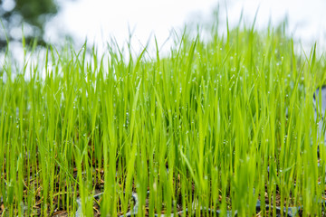 Fototapeta na wymiar Rice seedlings were grown to a spike.