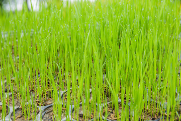 Obraz premium Rice seedlings were grown to a spike.