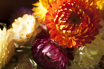 Strohblumen in verschiedenen Farben, Helichrysum