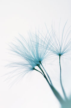 Fototapeta Dandelion seed