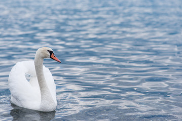 Fototapeta premium white swan swimming in the lake