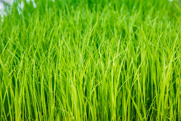 Fototapeta na wymiar Rice seedlings were grown to a spike.