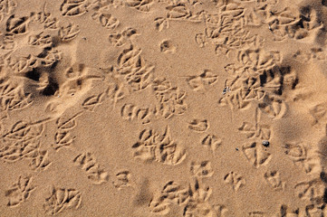 footprints of seagulls birds on beach sand