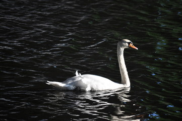 Naklejka premium Höckerschwan auf einem Fluss schwimmend
