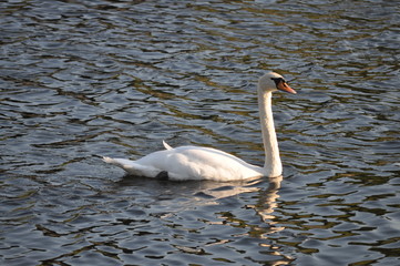 Fototapeta premium Höckerschwan auf einem Fluss schwimmend
