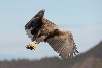 White-tailed Eagle