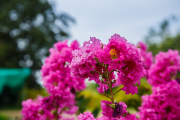 Lythraceae Lagerstroemia indica L. Beautiful pink flower