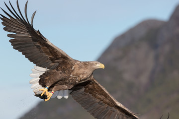White-tailed Eagle