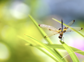 The dragonfly sitting on green leaf