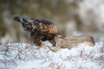 Golden Eagle