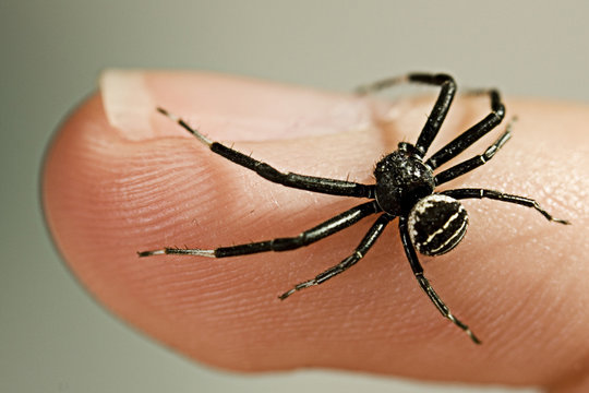 Blsck Spider In Finger