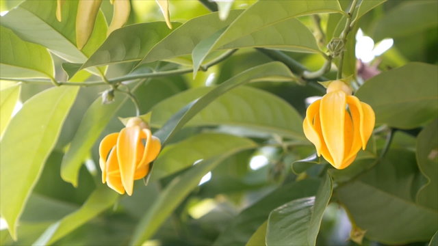  Climbing Ylang-Ylang, Manorangini, Hara-champa, Kantali champa,a tropical flower in Thailand