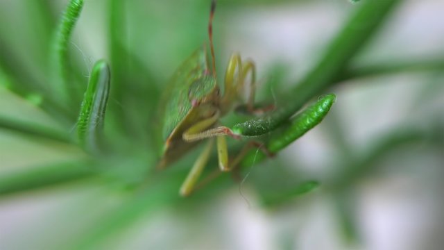 Green shield bug (Palomena prasina) on a plant.
