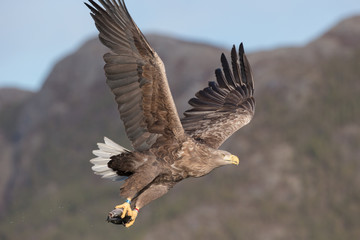 Fototapeta na wymiar White-tailed Eagle