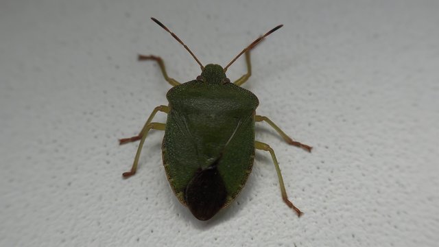 Green shield bug (Palomena prasina) on a white wall.
