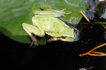 GRENOUILLE - RAINETTE VERTE DANS UNE MARE