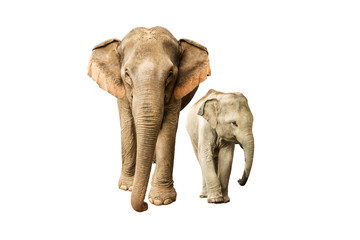 Asia elephant on isolated white background