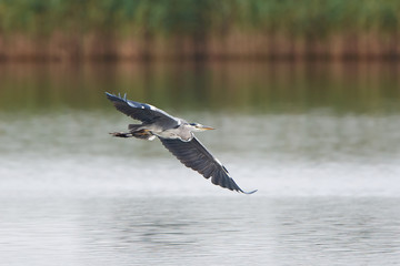 Grey Heron (Ardea cinerea)