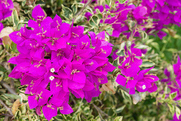 Blooming pink bougainvillea closeup.