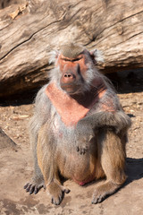 Hamadryas baboon ( Papio hamadryas )