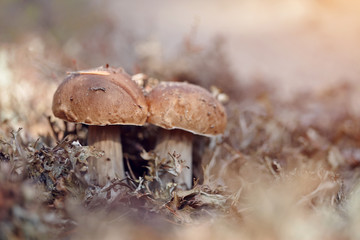 Cepes grow in a reindeer lichen.
