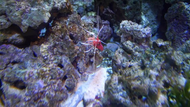 crayfish, lobster
