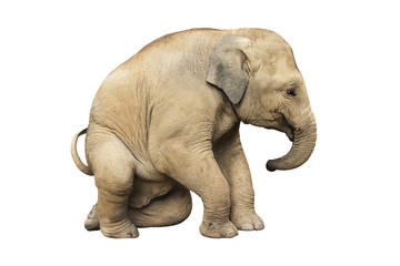 Fototapeta na wymiar Asia elephant on isolated white background