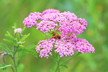 The bee sits on a yarrow flower © pisotckii