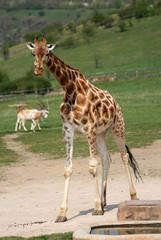 Naklejka na ściany i meble Giraffe in a Zoo