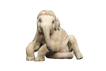 Photo sur Plexiglas Éléphant Éléphant d& 39 Asie sur fond blanc isolé