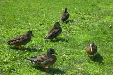  flock of duck
