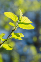 spring branch with young leaves on natural background